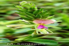 Alysicarpus sanjappae